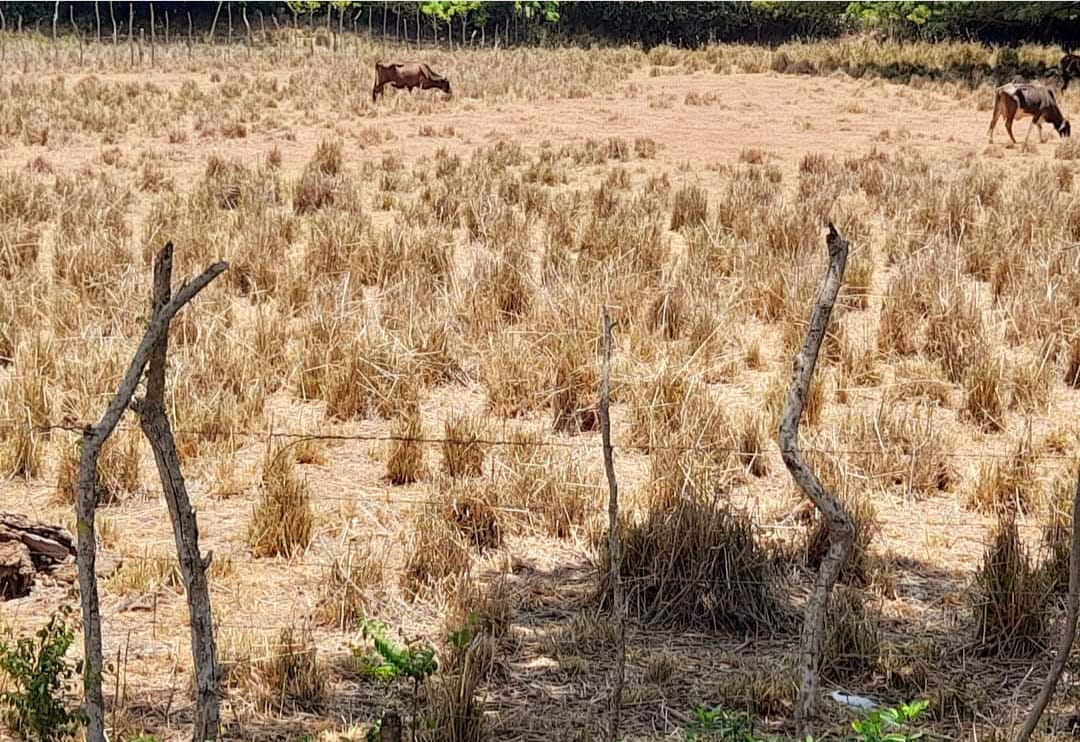Sequía sigue causando estragos en actividades agropecuaria de Puerto Plata