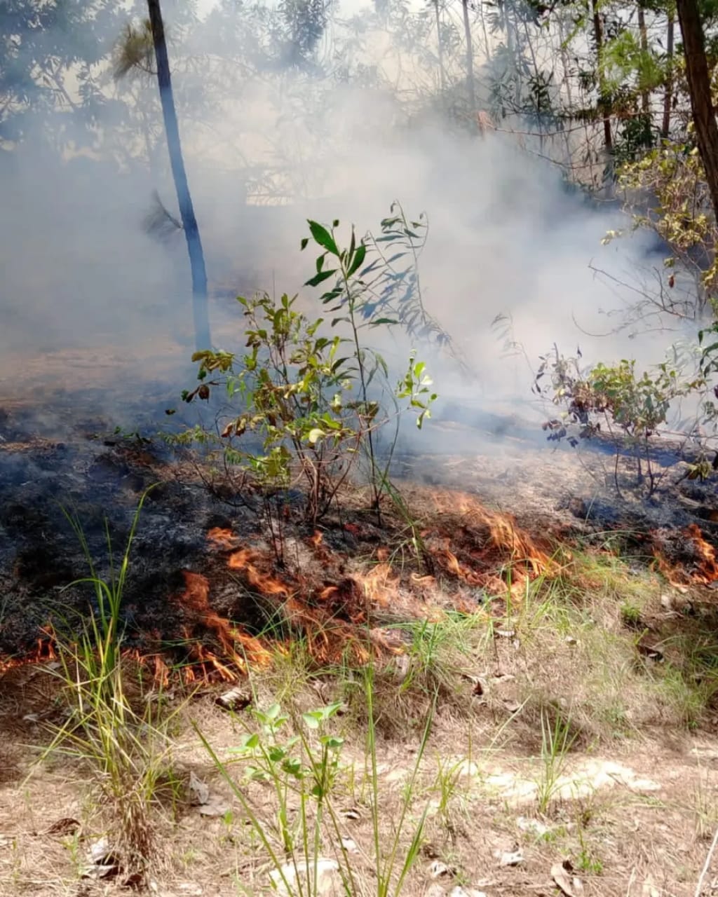 Sofocan incendio forestal en el Cerro Juan Calvo 