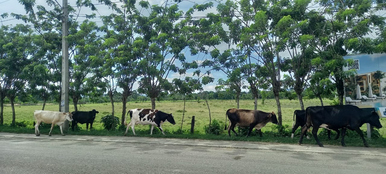 Ganaderos de Puerto Plata y de todo el país gestionan Ley de Abigeato para enfrentar robo de ganado