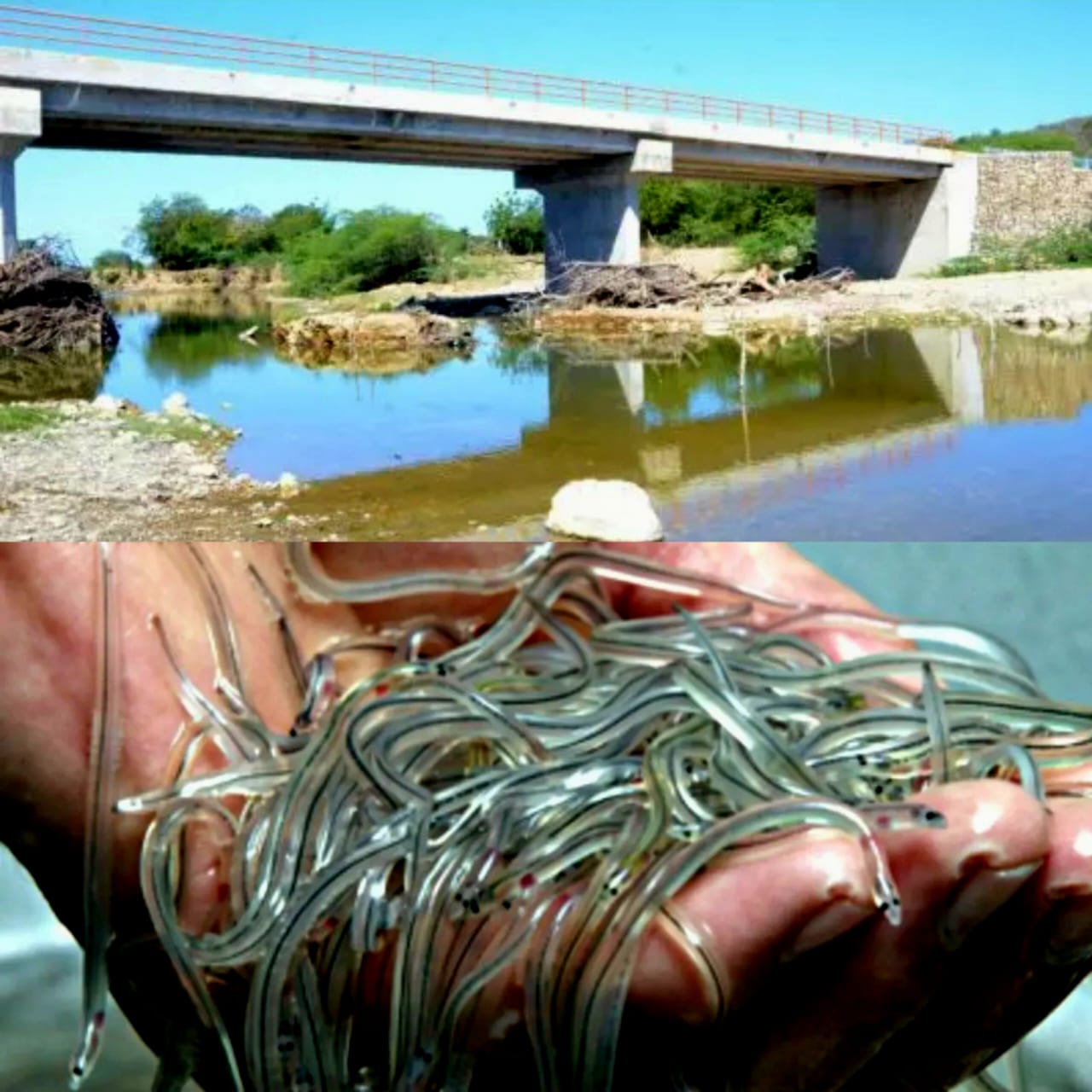 Sequía estacional también afecta a pescadores de anguilas en Puerto Plata