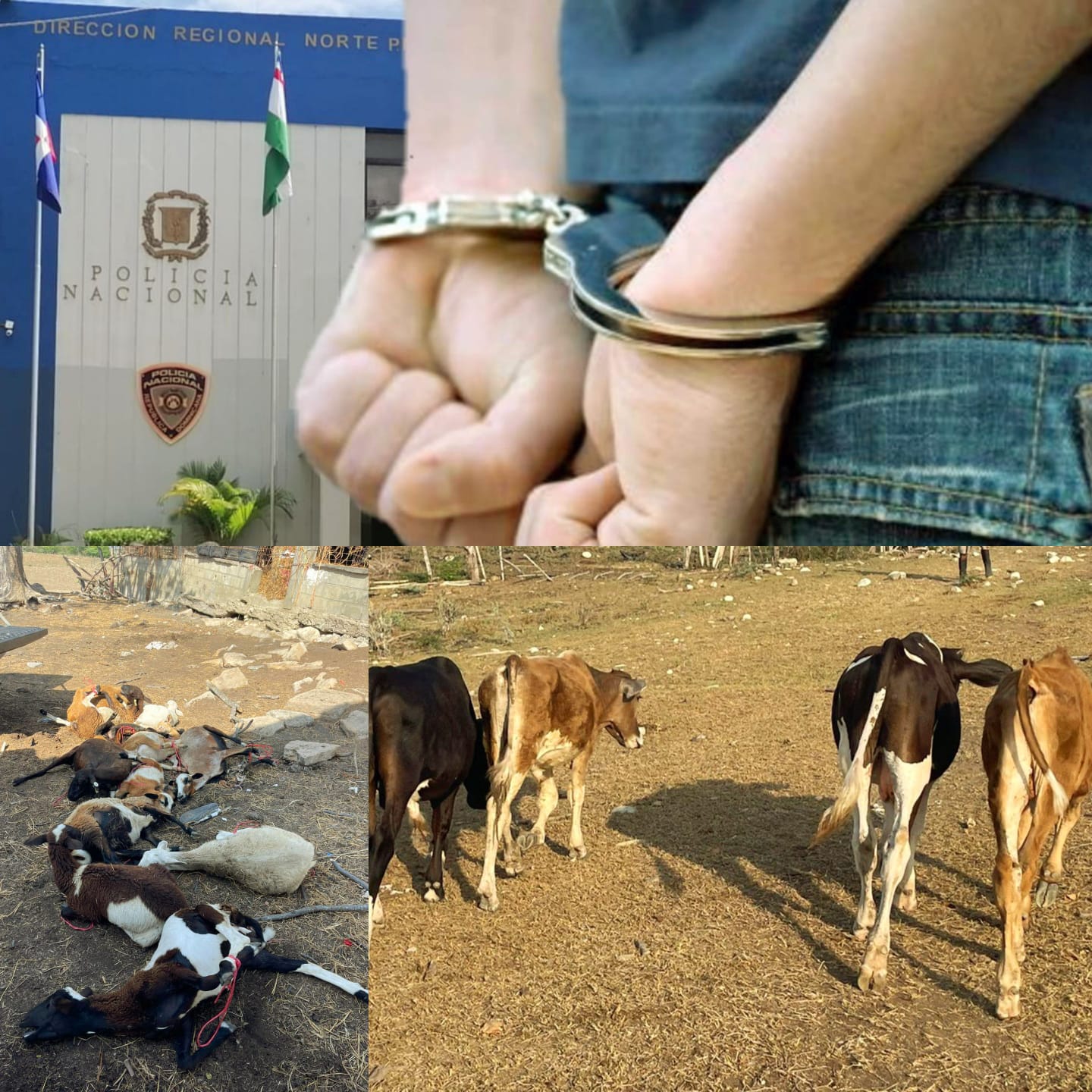 Recuperan animales robados y detienen más personas por caso muerte hacendado y su pareja en Estero Hondo