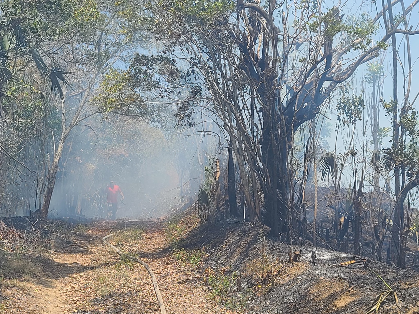 Bomberos trabajan para controlar incendio forestal en zona boscosa de Los Hidalgos