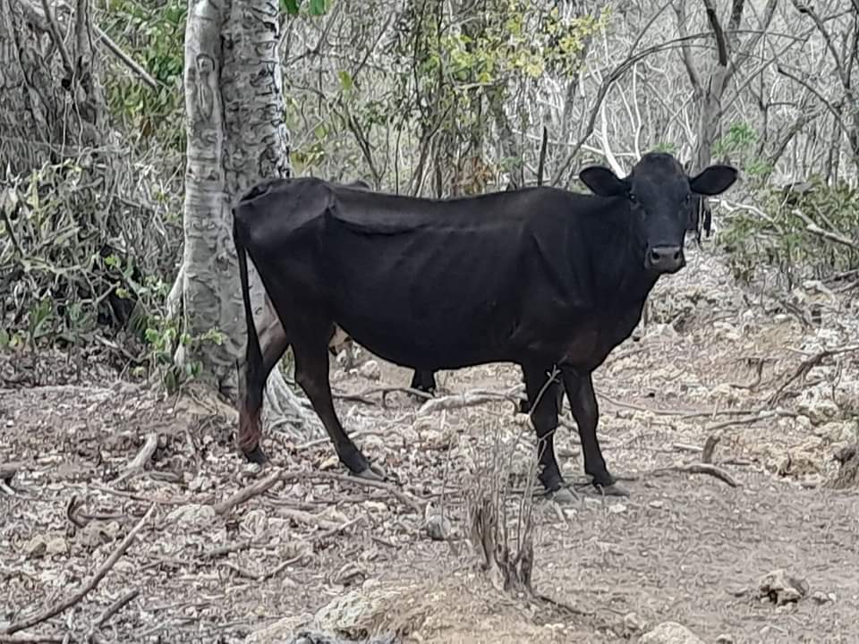 Cuatreros siguen robando vacas en Luperón, ganaderos piden auxilio de PN