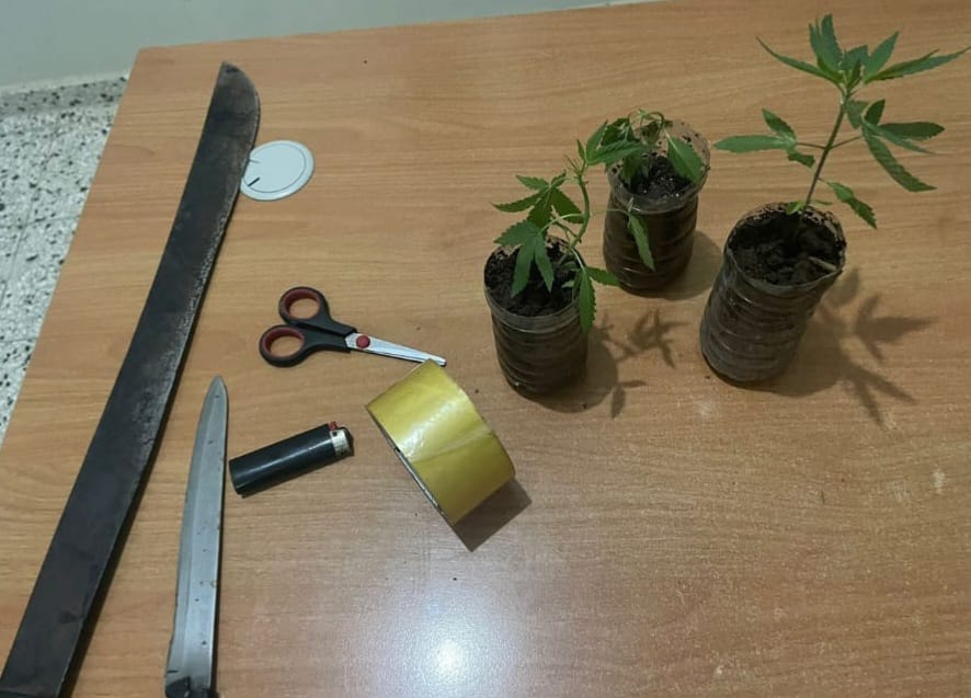 Policía decomisa varias plantas de marihuana en el municipio de Guananico