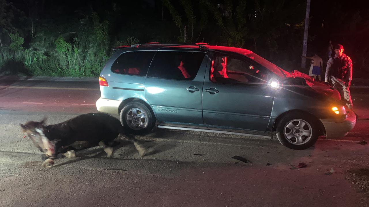 Vagancia de animales realengos sigue causando accidentes viales en Puerto Plata