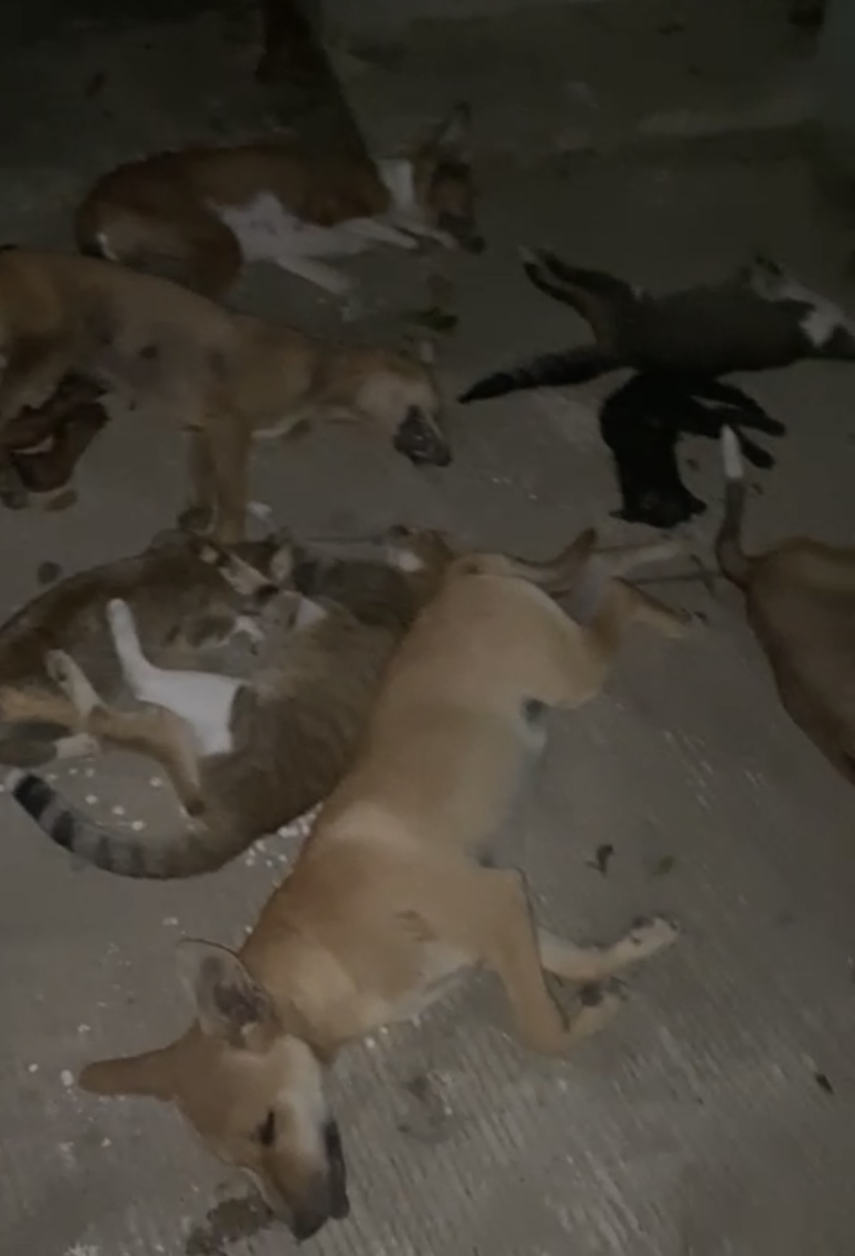 Conmoción en Maimón, Puerto Plata: envenenamiento masivo de mascotas despierta el llamado a la justicia