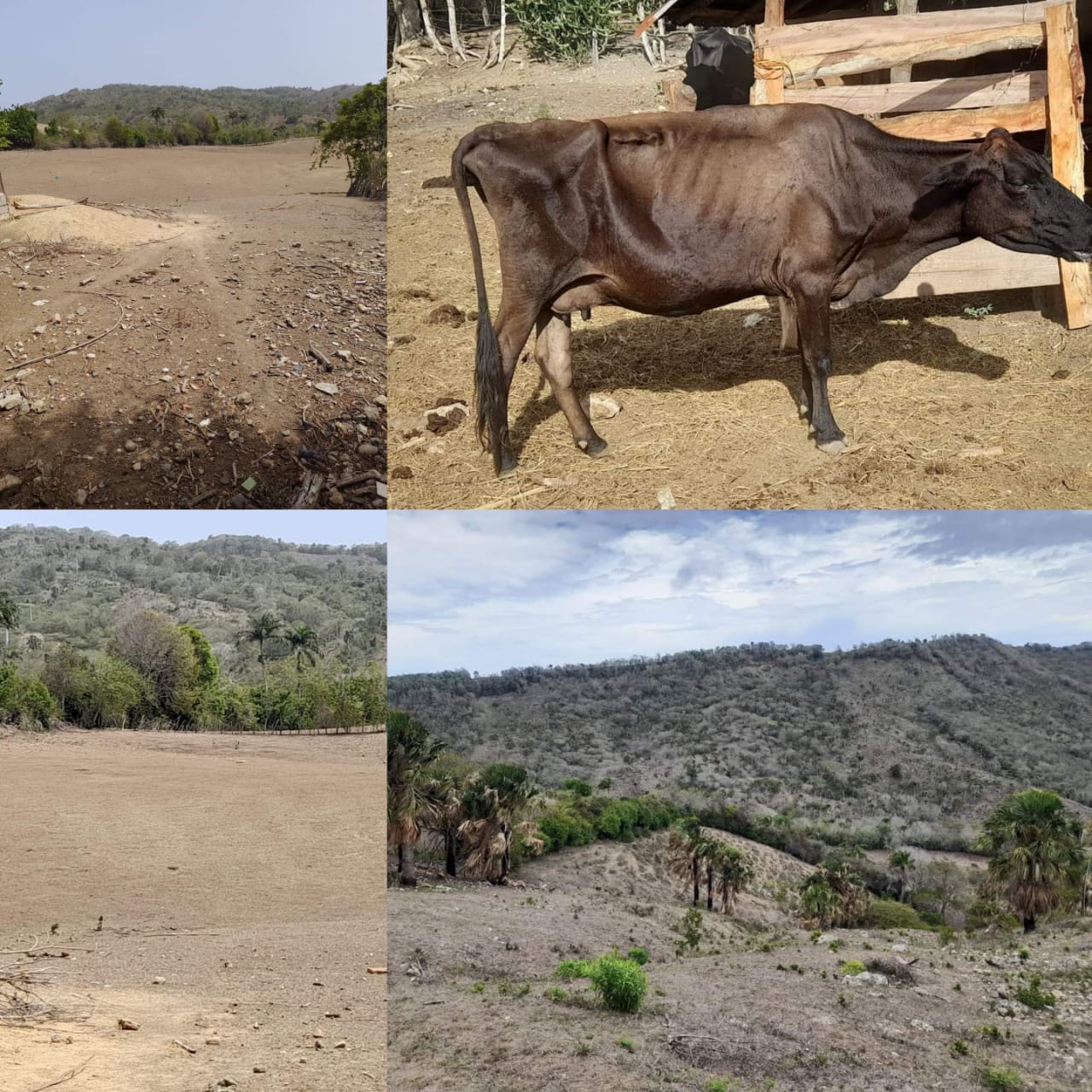 Falta de lluvias mantiene desérticos predios ganaderos y agrícolas de Luperón como efecto de la deforestación