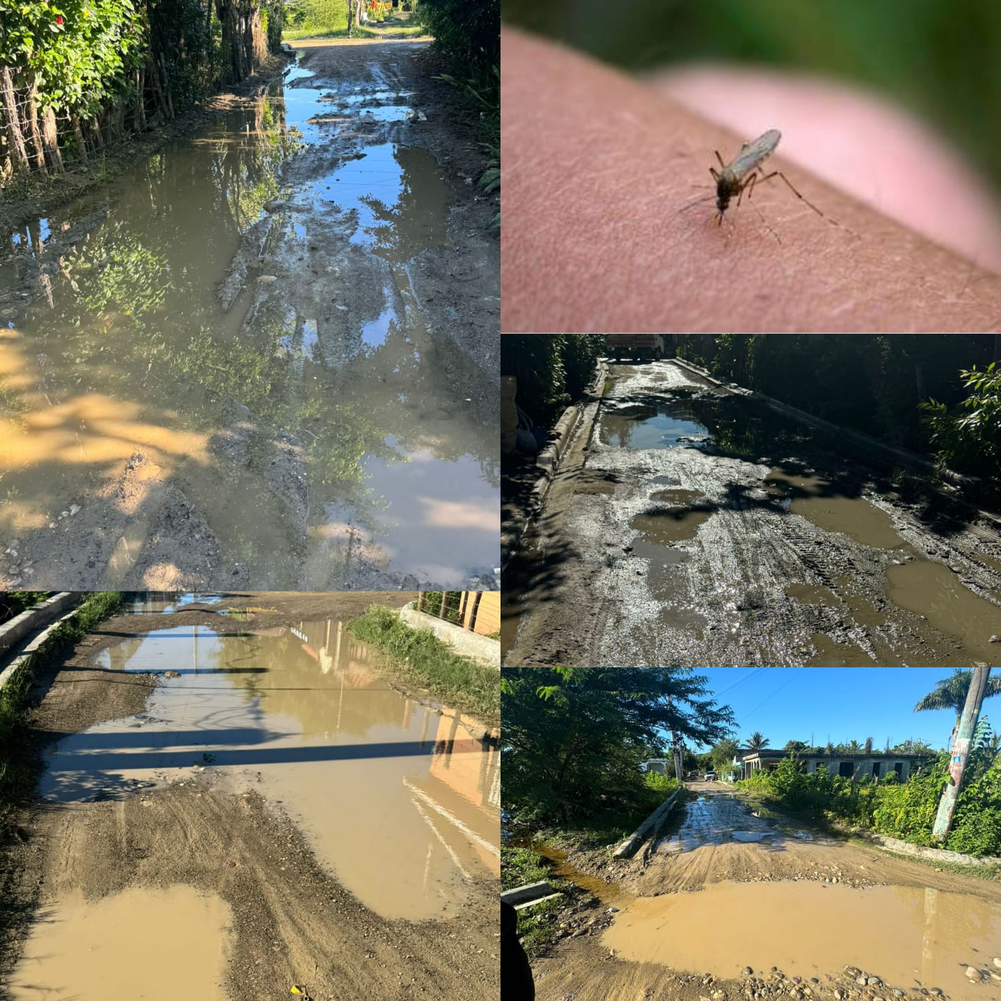 Moradores en comunidad de Luperón denuncian plaga de mosquitos por aguas estancadas en calles maltrechas