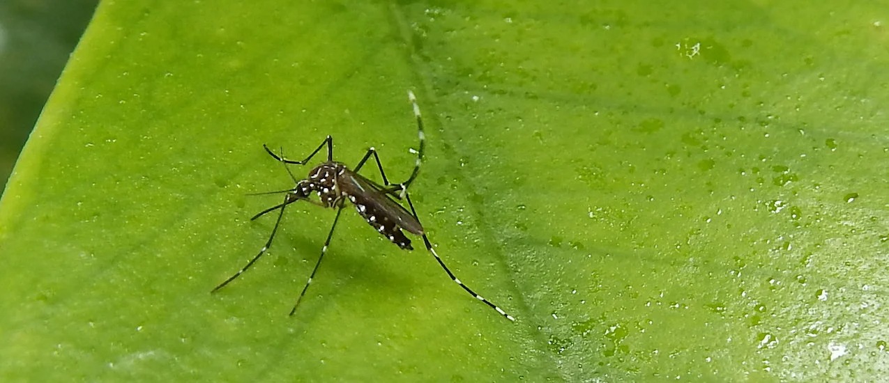 ¡Ay, Mamá! Puerto Plata entre provincias de RD con mayores casos de dengue