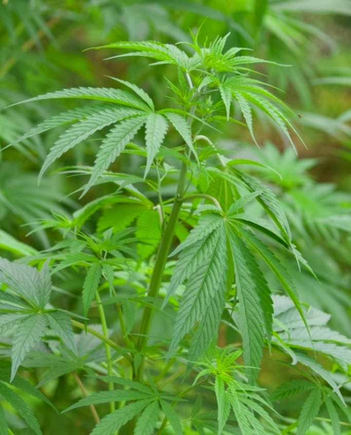 Someten acción de amparo ante tribunal de Puerto Plata para modificar Ley 50-88 y despenalizar la marihuana con fines médicos