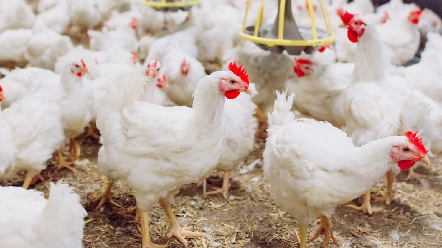 Productores advierten que el pollo podría aumentar hasta RD$150 la libra