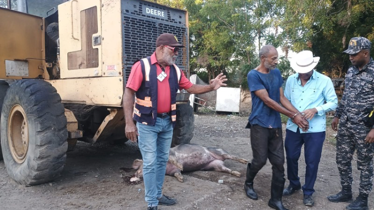  Alcalde de Villa Isabela apresa carnicero que intentaba introducir cerda muerta al matadero municipal