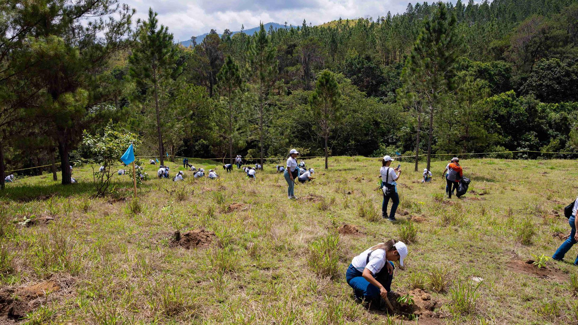 Voluntariado Popular del Banco Popular reforesta junto a periodistas y comunicadores de la Zona Norte