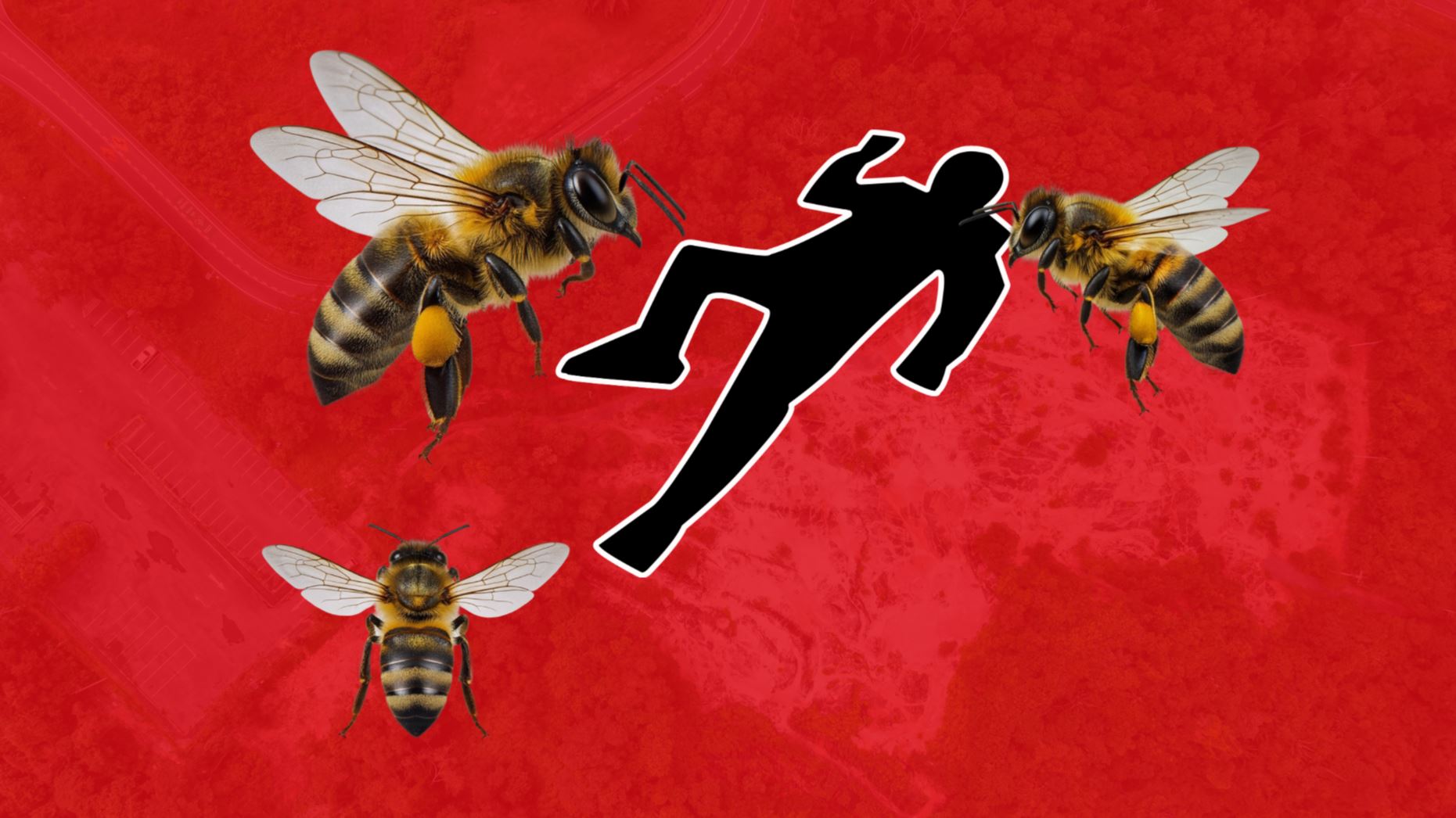 Muere jornalero haitiano tras ser atacado por enjambre de abejas en comunidad de Puerto Plata