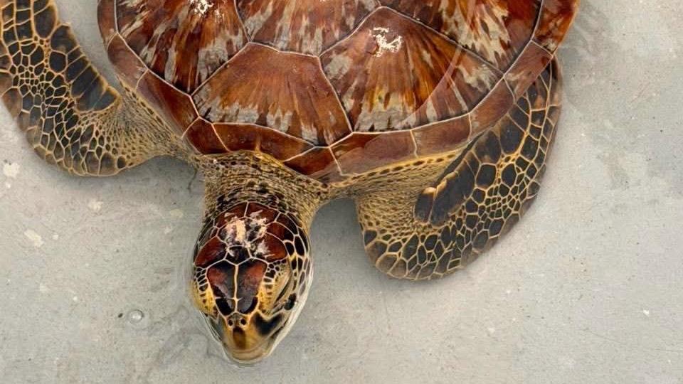 Rescatan tortuga carey herida por pescadores furtivos en Cabarete; ejemplar ya está fuera de peligro