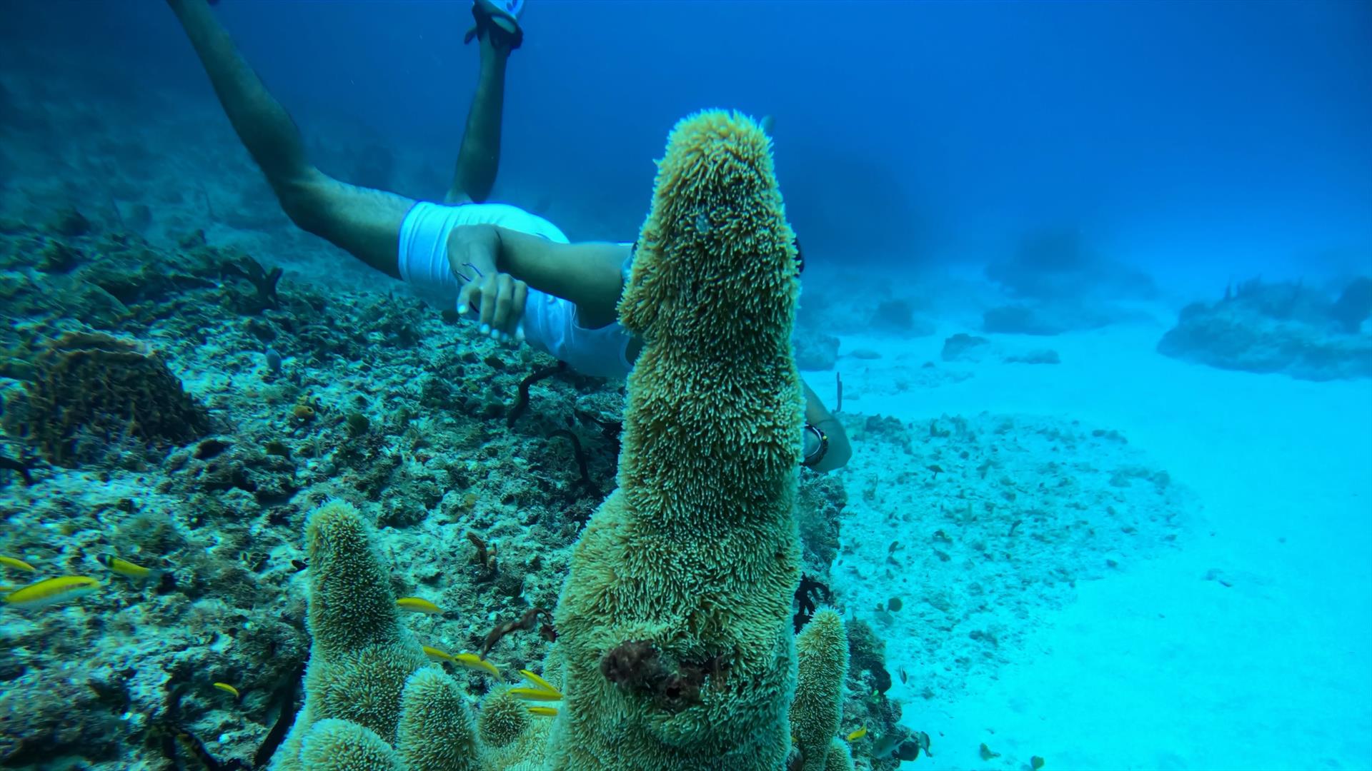 Fundación Ecológica Maguá impulsa la “Misión Unicornio Marino” para rescatar el coral pilar y otras especies de la extinción en República Dominicana