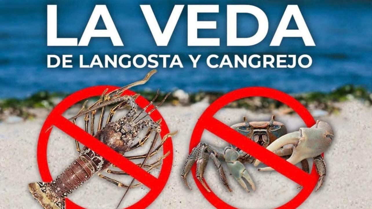 Advierten sobre período de veda de langostas y cangrejos en República Dominicana