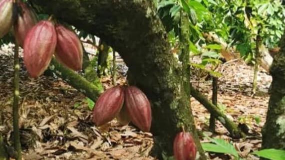 Con más de 200 mil plantas de cacao realizan reforestación comunitaria en Altamira