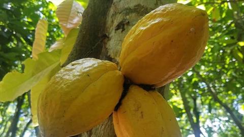 Puerto Plata, entre las provincias de mayor producción de cacao en RD; el rubro es un gran generador de divisas