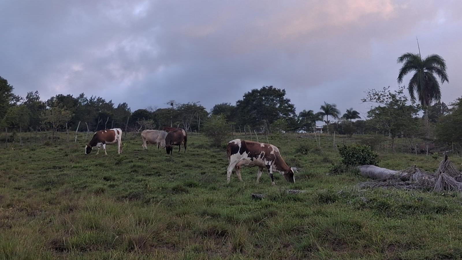 Ganaderos de Puerto Plata afirman que sus animales sufren por prolongada sequía