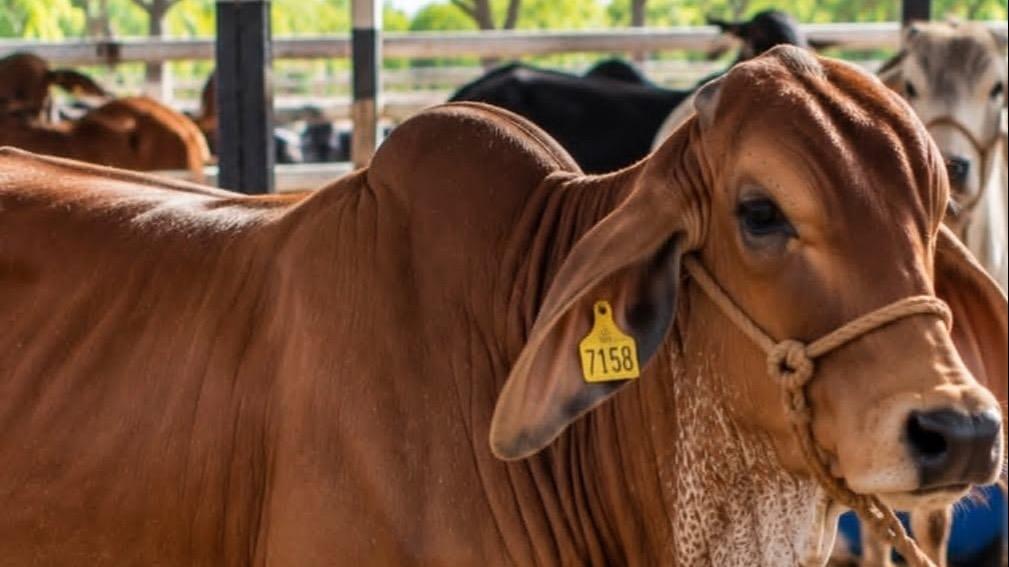 Culmina con éxito la 18.ª Feria Ganadera y Ecoturística El Cupey 2026 en Puerto Plata